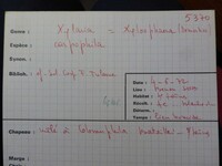 Xylaria carpophila image