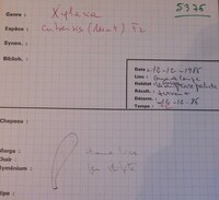 Xylaria cubensis image