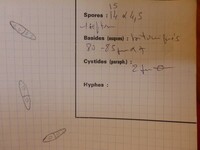 Chaetosphaeria callimorpha image