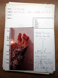 Cordyceps militaris image