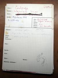 Cordyceps intermedia image