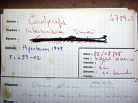 Cordyceps intermedia image