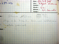 Cordyceps intermedia image