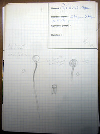 Cordyceps intermedia image