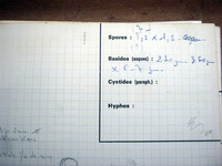 Cordyceps intermedia image