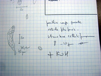 Nectria noackiana image