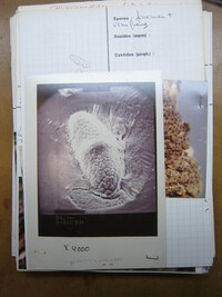 Hypocreopsis lichenoides image
