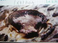 Valsaria rubricosa image