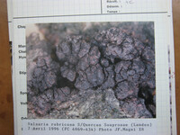 Valsaria rubricosa image