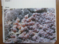 Nectriopsis violacea image