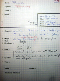Smardaea planchonis image