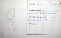 Pachyella clypeata image