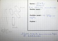 Sarcoscypha jurana image