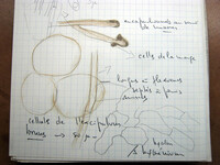 Anthracobia melaloma image