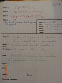Media resource of Spathularia minima