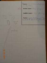 Ciboria rufofusca image