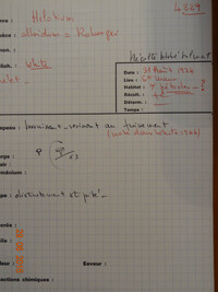 Helotium albidum image