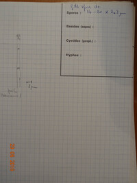 Incrucipulum ciliare image