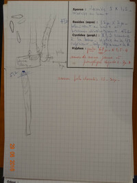 Lachnum pulverulentum image