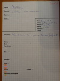 Mollisia cinerea image