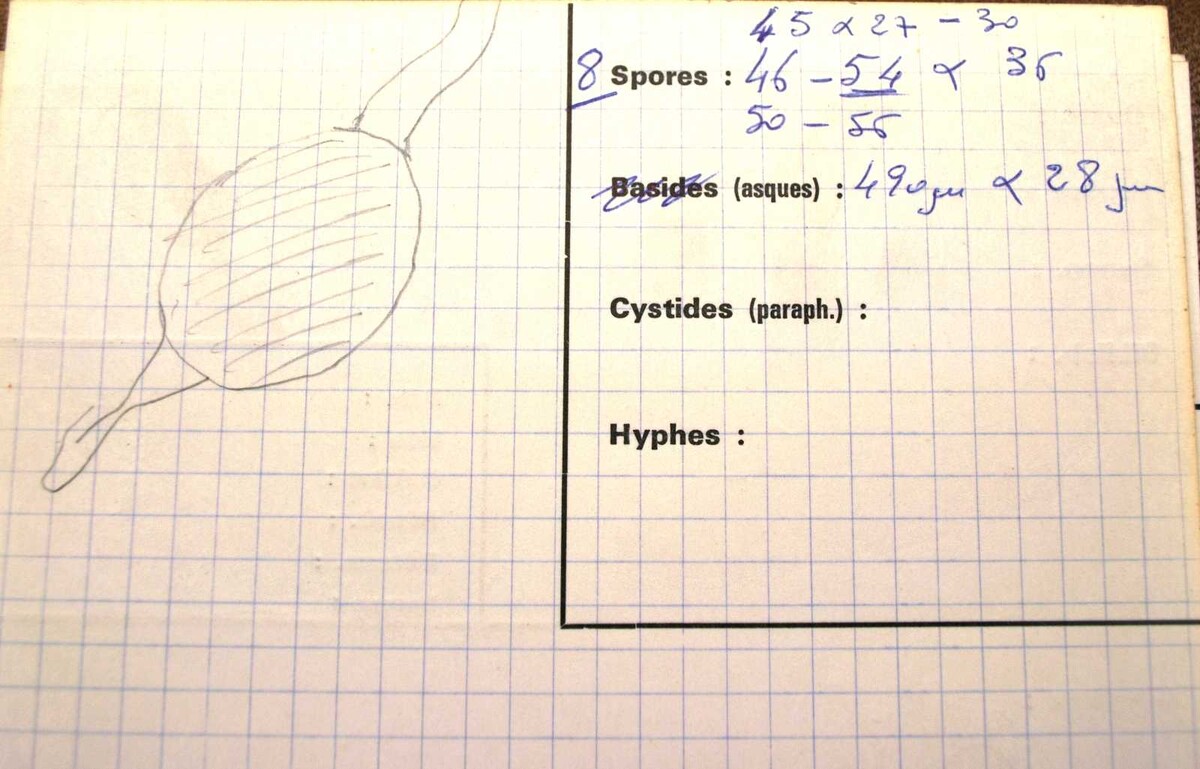Arnium tomentosum image