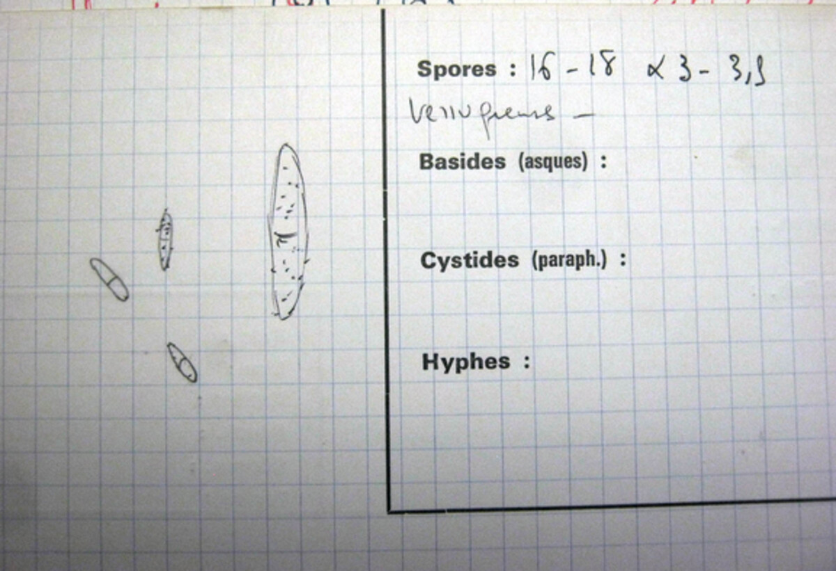 Bionectria sesquicillii image