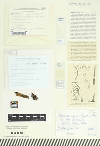 Media resource of Beltraniella nilgirica