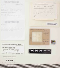 Media resource of Arthroderma insingulare