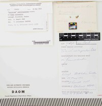 Amylocorticiellum subillaqueatum image