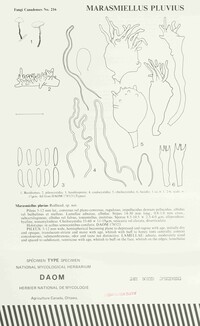 Marasmiellus pluvius image