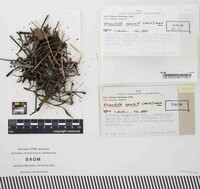 Media resource of Urceolella equiseti