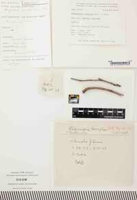 Media resource of Stagonospora amorphae