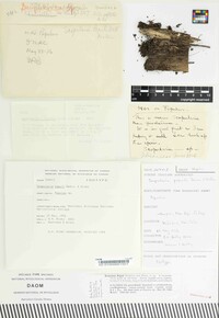 Media resource of Scopularia populi