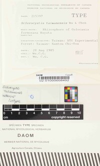 Glomus taiwanense image