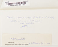 Sphaeronaema sphaeroideum image