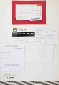 Corticium praeteritum image