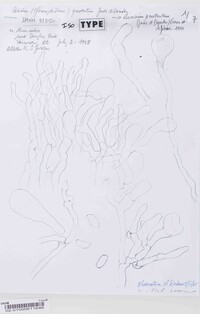 Corticium praeteritum image