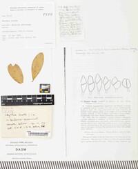 Edythea tenella image