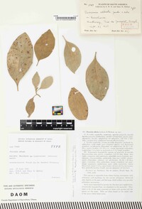 Puccinia albula image