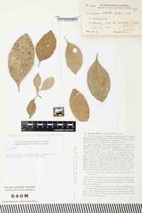 Puccinia albula image