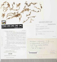 Uromyces polycnemi image