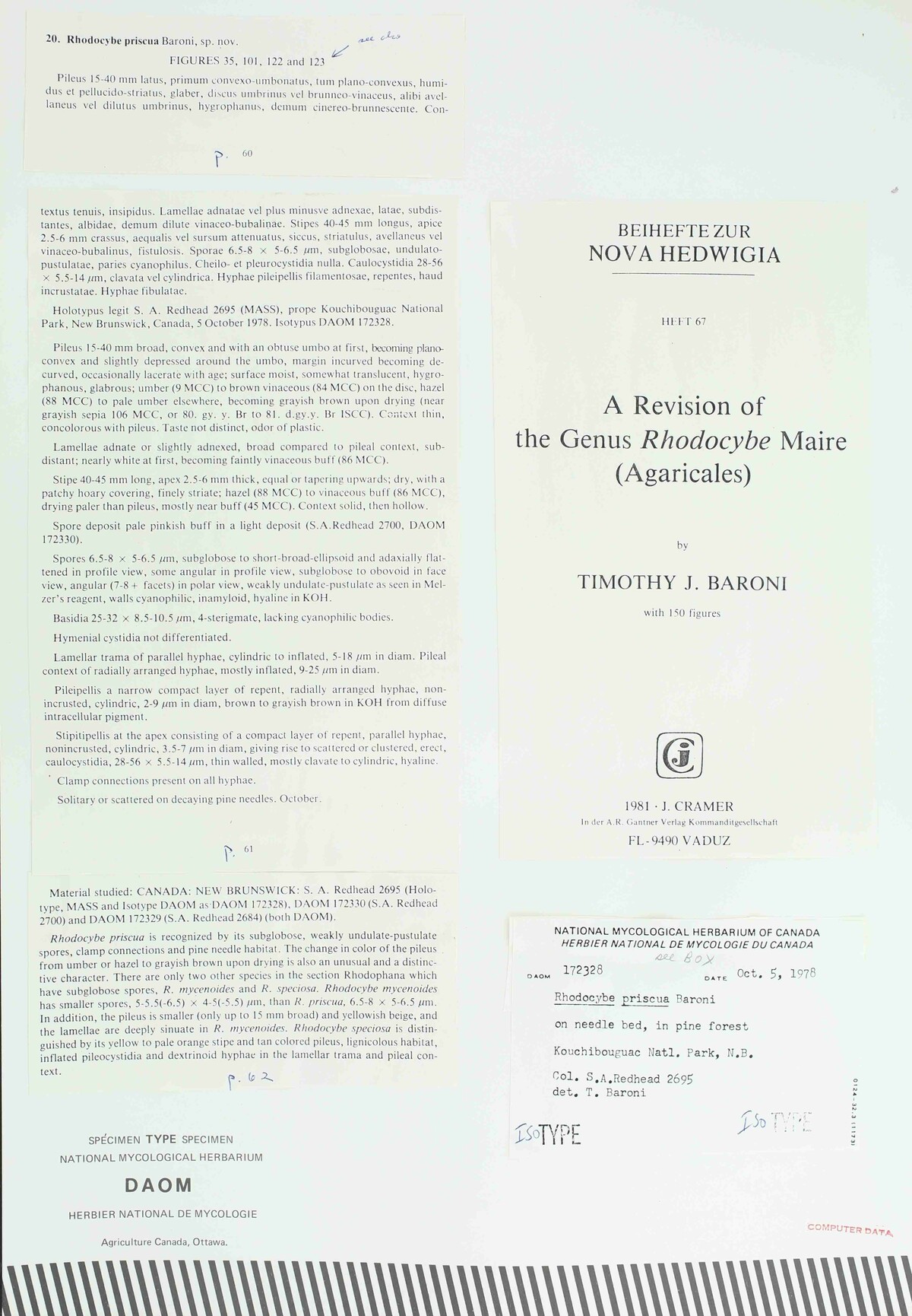 Rhodocybe priscua image