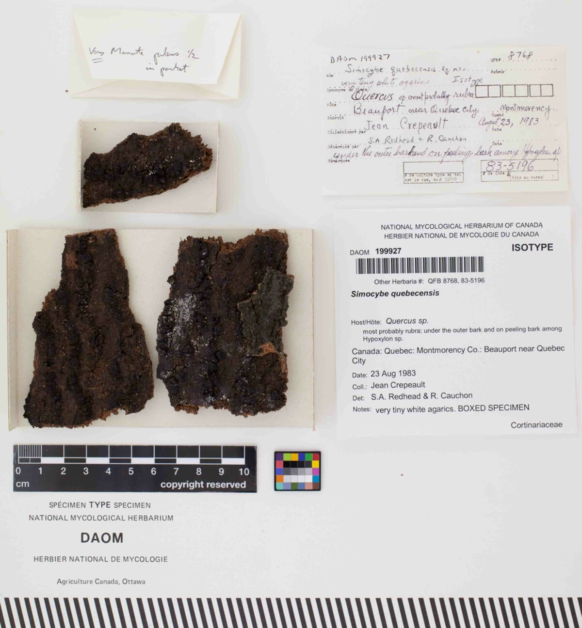 Simocybe quebecensis image