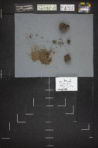 Legaliana badia image