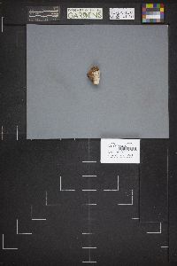 Legaliana badia image