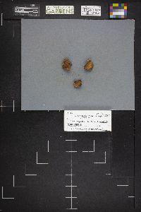 Hymenogaster sublilacinus image