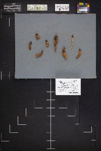 Mutinus caninus image