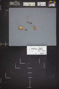 Spathularia flavida image