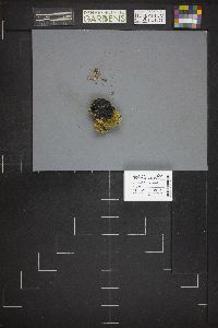 Pachyella clypeata image