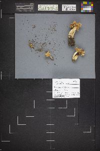 Image Associated With the Occurrence